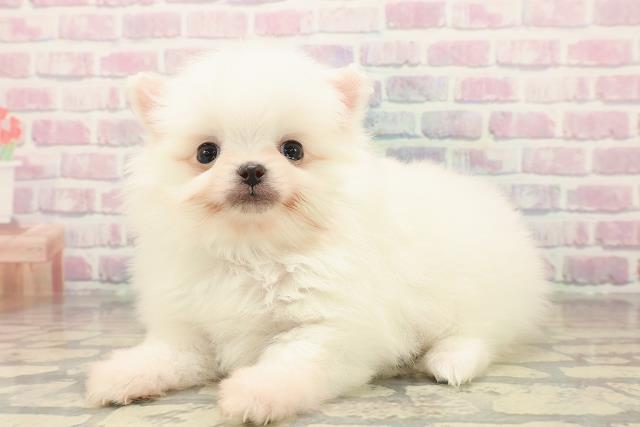 新潟県のポメラニアン (Coo&RIKU上越店/2025年10月12日生まれ/男の子/ホワイト)の子犬の2枚目の画像