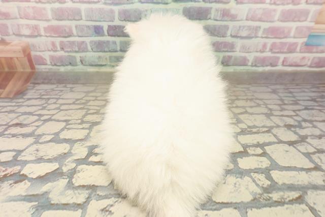 新潟県のポメラニアン (Coo&RIKU上越店/2025年10月12日生まれ/男の子/ホワイト)の子犬の4枚目の画像