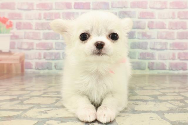 山形県のチワワ(ロング) (Coo&RIKUイオンタウン酒田店/2025年10月8日生まれ/女の子/クリーム)の子犬の1枚目の画像