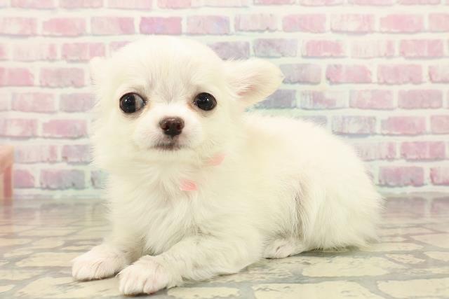 山形県のチワワ(ロング) (Coo&RIKUイオンタウン酒田店/2025年10月8日生まれ/女の子/クリーム)の子犬の2枚目の画像