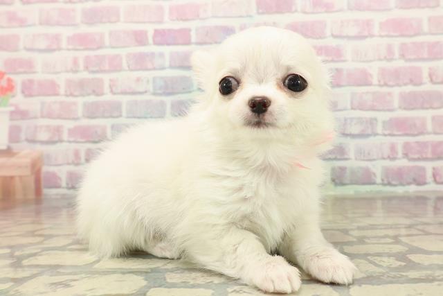 山形県のチワワ(ロング) (Coo&RIKUイオンタウン酒田店/2025年10月8日生まれ/女の子/クリーム)の子犬の3枚目の画像