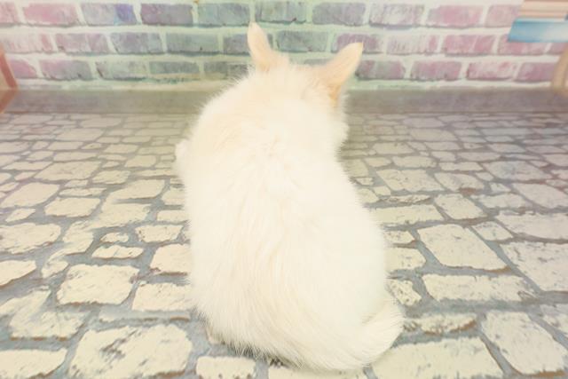 山形県のチワワ(ロング) (Coo&RIKUイオンタウン酒田店/2025年10月8日生まれ/女の子/クリーム)の子犬の4枚目の画像