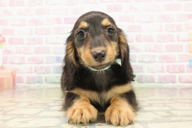 山形県のミニチュアダックスフンド(ロング) (Coo&RIKUイオンタウン酒田店/2025年10月9日生まれ/男の子/ブラックタン)の子犬の1枚目の画像