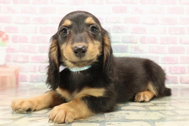 山形県のミニチュアダックスフンド(ロング) (Coo&RIKUイオンタウン酒田店/2025年10月9日生まれ/男の子/ブラックタン)の子犬の2枚目の画像