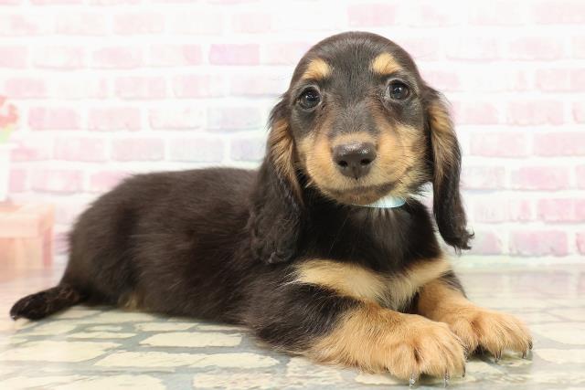 山形県のミニチュアダックスフンド(ロング) (Coo&RIKUイオンタウン酒田店/2025年10月9日生まれ/男の子/ブラックタン)の子犬の3枚目の画像