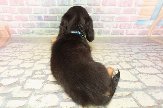 山形県のミニチュアダックスフンド(ロング) (Coo&RIKUイオンタウン酒田店/2025年10月9日生まれ/男の子/ブラックタン)の子犬の4枚目の画像