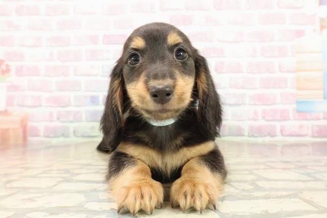 青森県のミニチュアダックスフンド(ロング) (Coo&RIKU八戸店/2025年10月9日生まれ/男の子/ブラックタン)の子犬の1枚目の画像