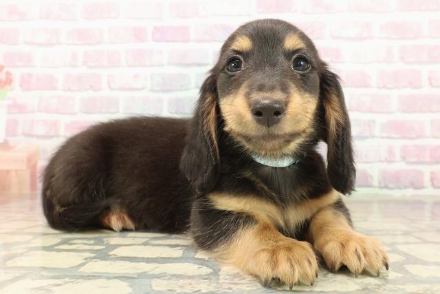 青森県のミニチュアダックスフンド(ロング) (Coo&RIKU八戸店/2025年10月9日生まれ/男の子/ブラックタン)の子犬の3枚目の画像