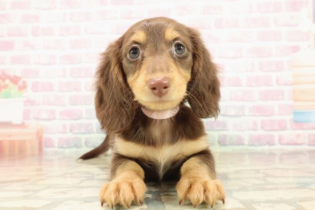 青森県のミニチュアダックスフンド(ロング) (Coo&RIKU青森店/2025年10月9日生まれ/女の子/チョコレートタン)の子犬の1枚目の画像