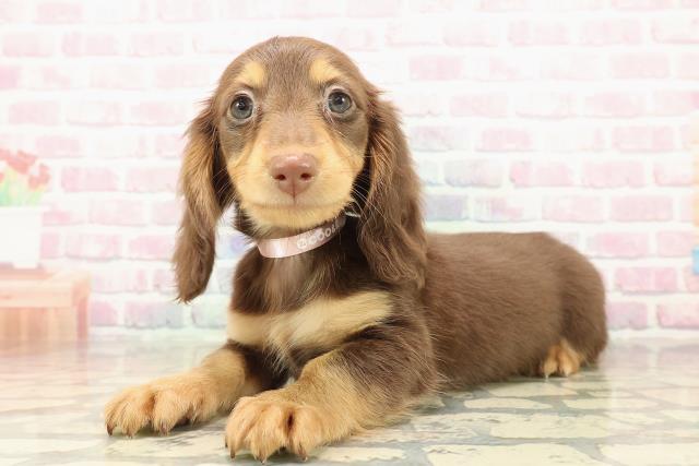 青森県のミニチュアダックスフンド(ロング) (Coo&RIKU青森店/2025年10月9日生まれ/女の子/チョコレートタン)の子犬の2枚目の画像