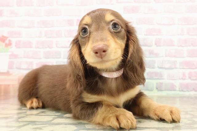 青森県のミニチュアダックスフンド(ロング) (Coo&RIKU青森店/2025年10月9日生まれ/女の子/チョコレートタン)の子犬の3枚目の画像