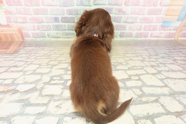 青森県のミニチュアダックスフンド(ロング) (Coo&RIKU青森店/2025年10月9日生まれ/女の子/チョコレートタン)の子犬の4枚目の画像