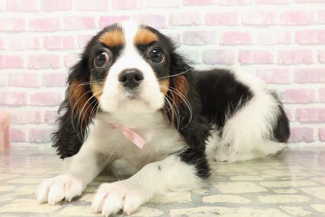 新潟県のキャバリアキングチャールズスパニエル (Coo&RIKU長岡店/2025年9月23日生まれ/女の子/トライカラー)の子犬の2枚目の画像