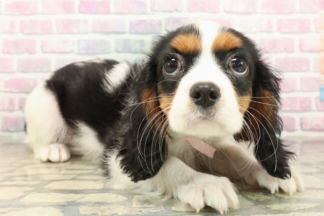 新潟県のキャバリアキングチャールズスパニエル (Coo&RIKU長岡店/2025年9月23日生まれ/女の子/トライカラー)の子犬の3枚目の画像