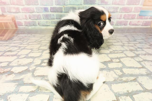 新潟県のキャバリアキングチャールズスパニエル (Coo&RIKU長岡店/2025年9月23日生まれ/女の子/トライカラー)の子犬の4枚目の画像