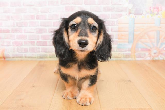 福島県のミニチュアダックスフンド(ロング) (Coo&RIKUいわき店/2025年10月7日生まれ/男の子/ブラックイエロー)の子犬の1枚目の画像