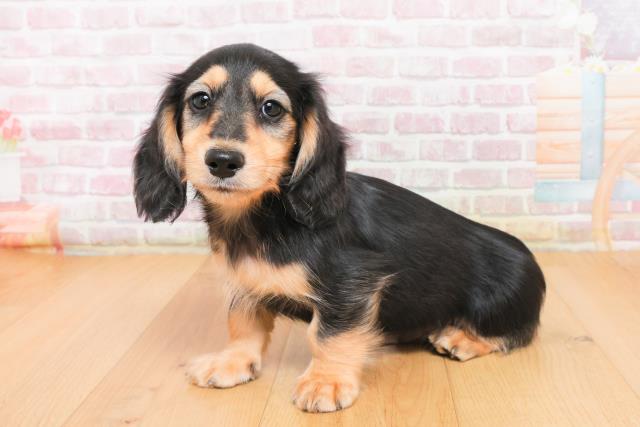 福島県のミニチュアダックスフンド(ロング) (Coo&RIKUいわき店/2025年10月7日生まれ/男の子/ブラックイエロー)の子犬の2枚目の画像