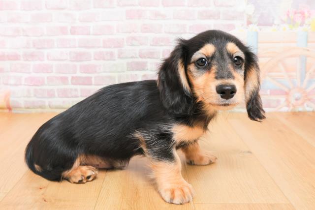 福島県のミニチュアダックスフンド(ロング) (Coo&RIKUいわき店/2025年10月7日生まれ/男の子/ブラックイエロー)の子犬の3枚目の画像