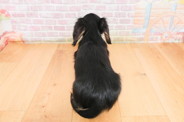 福島県のミニチュアダックスフンド(ロング) (Coo&RIKUいわき店/2025年10月7日生まれ/男の子/ブラックイエロー)の子犬の4枚目の画像