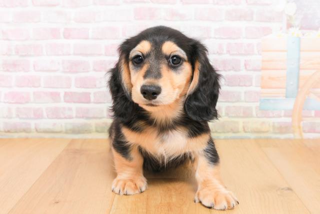 栃木県のミニチュアダックスフンド(ロング) (Coo&RIKU宇都宮店/2025年10月7日生まれ/男の子/ブラックイエロー)の子犬