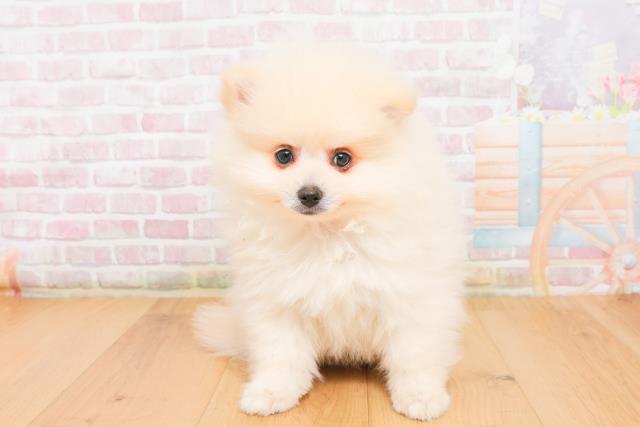 青森県のポメラニアン (Coo&RIKU八戸店/2025年10月7日生まれ/男の子/クリーム)の子犬の1枚目の画像