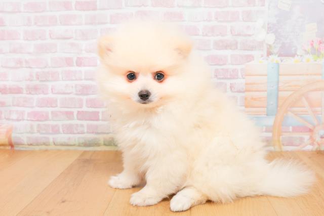 青森県のポメラニアン (Coo&RIKU八戸店/2025年10月7日生まれ/男の子/クリーム)の子犬の2枚目の画像