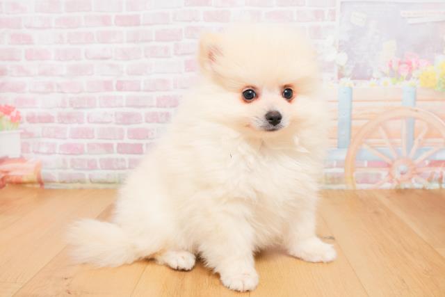 青森県のポメラニアン (Coo&RIKU八戸店/2025年10月7日生まれ/男の子/クリーム)の子犬の3枚目の画像