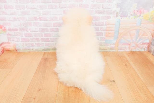 青森県のポメラニアン (Coo&RIKU八戸店/2025年10月7日生まれ/男の子/クリーム)の子犬の4枚目の画像