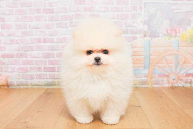 岩手県のポメラニアン (Coo&RIKU一関店/2025年10月7日生まれ/男の子/クリーム)の子犬