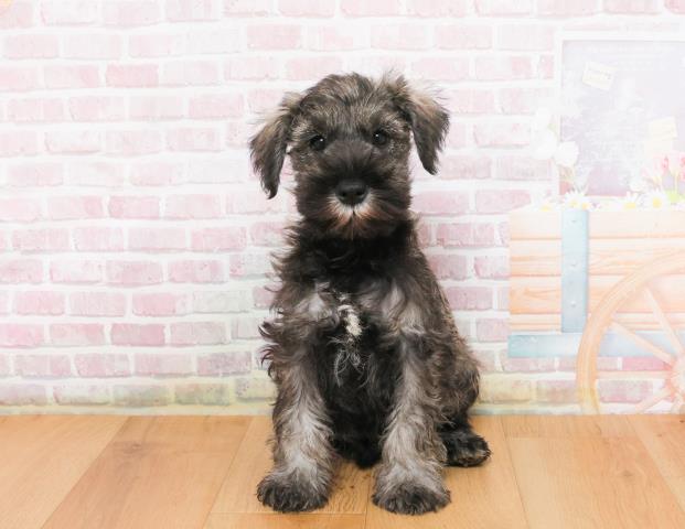 宮城県のミニチュアシュナウザー (Coo&RIKU仙台太白店/2025年10月8日生まれ/男の子/ソルトペッパー)の子犬の1枚目の画像