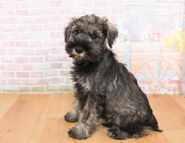 宮城県のミニチュアシュナウザー (Coo&RIKU仙台太白店/2025年10月8日生まれ/男の子/ソルトペッパー)の子犬の2枚目の画像