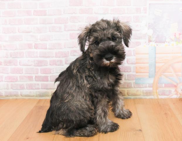 宮城県のミニチュアシュナウザー (Coo&RIKU仙台太白店/2025年10月8日生まれ/男の子/ソルトペッパー)の子犬の3枚目の画像