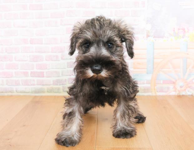 宮城県のミニチュアシュナウザー (Coo&RIKU石巻店/2025年10月8日生まれ/男の子/ソルトペッパー)の子犬の1枚目の画像