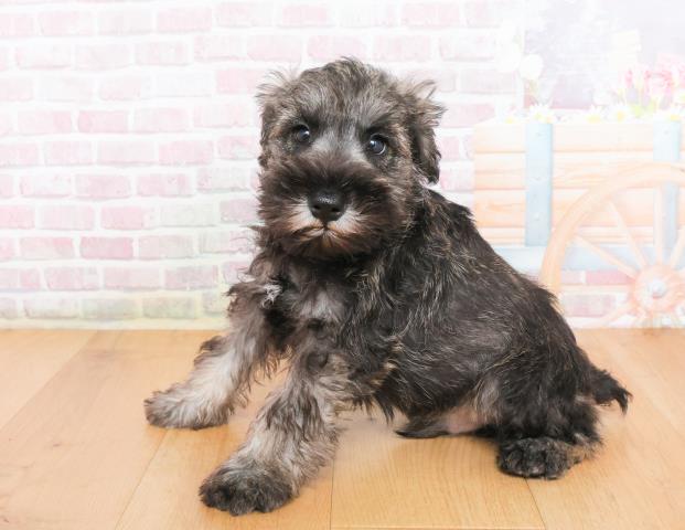 宮城県のミニチュアシュナウザー (Coo&RIKU石巻店/2025年10月8日生まれ/男の子/ソルトペッパー)の子犬の2枚目の画像