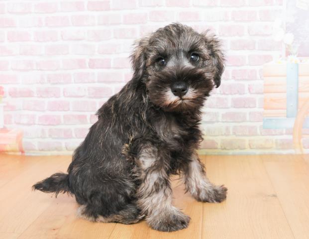 宮城県のミニチュアシュナウザー (Coo&RIKU石巻店/2025年10月8日生まれ/男の子/ソルトペッパー)の子犬の3枚目の画像