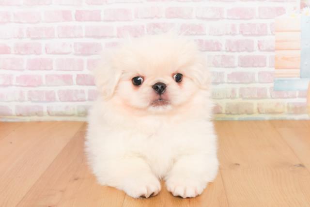 宮城県のペキニーズ (Coo&RIKU石巻店/2025年10月10日生まれ/男の子/ホワイト)の子犬の1枚目の画像
