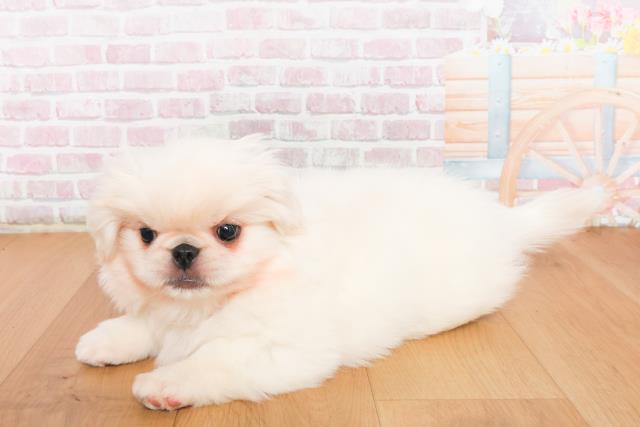 宮城県のペキニーズ (Coo&RIKU石巻店/2025年10月10日生まれ/男の子/ホワイト)の子犬の2枚目の画像