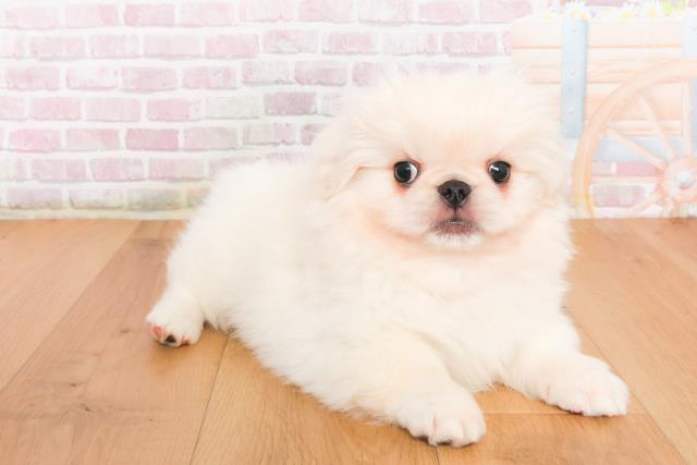 宮城県のペキニーズ (Coo&RIKU石巻店/2025年10月10日生まれ/男の子/ホワイト)の子犬の3枚目の画像