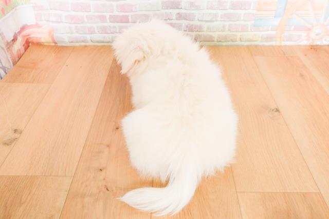 宮城県のペキニーズ (Coo&RIKU石巻店/2025年10月10日生まれ/男の子/ホワイト)の子犬の4枚目の画像