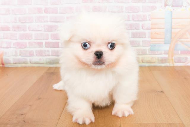 宮城県のペキニーズ (Coo&RIKUイオンタウン古川店/2025年10月10日生まれ/男の子/ホワイト)の子犬の1枚目の画像