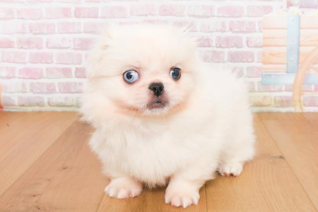 宮城県のペキニーズ (Coo&RIKUイオンタウン古川店/2025年10月10日生まれ/男の子/ホワイト)の子犬の2枚目の画像