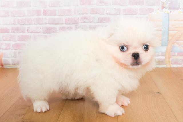 宮城県のペキニーズ (Coo&RIKUイオンタウン古川店/2025年10月10日生まれ/男の子/ホワイト)の子犬の3枚目の画像