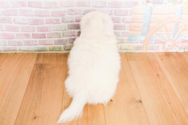 宮城県のペキニーズ (Coo&RIKUイオンタウン古川店/2025年10月10日生まれ/男の子/ホワイト)の子犬の4枚目の画像