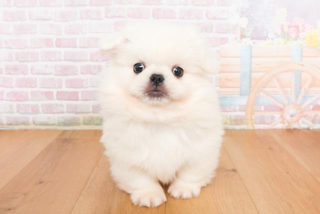 宮城県のペキニーズ (Coo&RIKU仙台太白店/2025年10月10日生まれ/男の子/ホワイト)の子犬の1枚目の画像