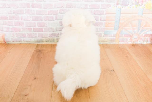 宮城県のペキニーズ (Coo&RIKU仙台太白店/2025年10月10日生まれ/男の子/ホワイト)の子犬の4枚目の画像