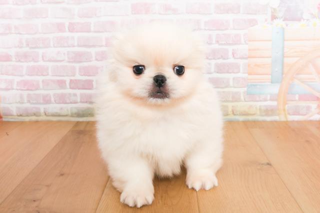 福島県のペキニーズ (Coo&RIKU郡山店/2025年10月10日生まれ/女の子/ホワイト)の子犬の1枚目の画像