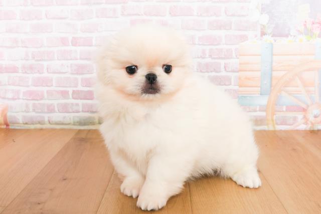 福島県のペキニーズ (Coo&RIKU郡山店/2025年10月10日生まれ/女の子/ホワイト)の子犬の2枚目の画像