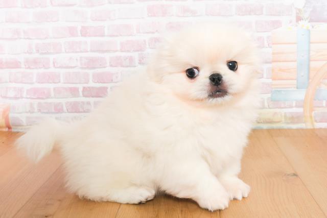 福島県のペキニーズ (Coo&RIKU郡山店/2025年10月10日生まれ/女の子/ホワイト)の子犬の3枚目の画像