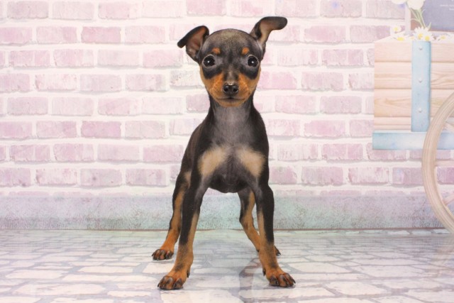 奈良県のミニチュアピンシャー (Coo&RIKU奈良新庄店/2025年10月10日生まれ/女の子/ブラックタン)の子犬の1枚目の画像