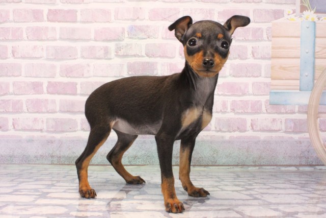 奈良県のミニチュアピンシャー (Coo&RIKU奈良新庄店/2025年10月10日生まれ/女の子/ブラックタン)の子犬の2枚目の画像